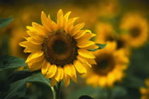 阳江福彩爱老敬老公益活动走进岗美敬老院