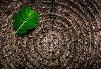 没有短暂分别 不知平凡可贵