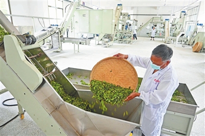 脱贫路上茶飘香1 脱贫路上茶飘香1