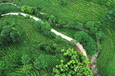 脱贫路上茶飘香3 脱贫路上茶飘香3
