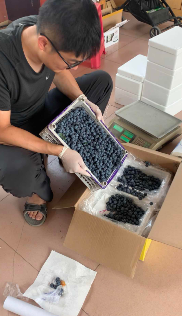 “蓝莓书记”下乡记4 “蓝莓书记”下乡记4