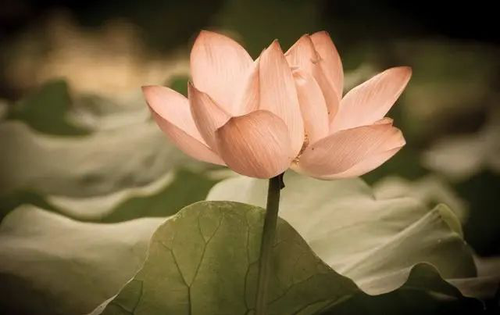 保持良好心态,拥抱精彩人生2 保持良好心态,拥抱精彩人生2