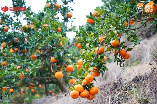 浙江福彩公益助农行动1 浙江福彩公益助农行动1