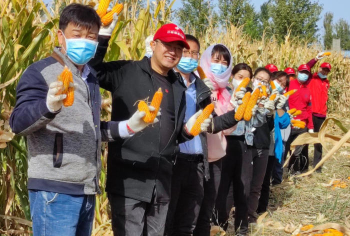 采收玉米1 采收玉米1