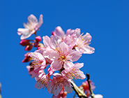 陕西汉中体彩助力“健步走”