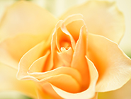 擦亮公益！陕西福彩参展2024西部乡村振兴博览会