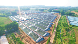 一地生多金！彩票公益金浇灌临朐乡村振兴“蓝莓梦”