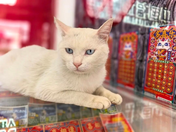 “多喜乐”的喵,是我失散多年的兄弟吧! “多喜乐”的喵,是我失散多年的兄弟吧!