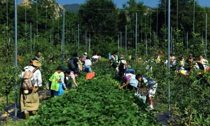 9.5中华慈善日|“迈开步 动出彩·田园趣运动”在西山农场欢乐举行345 9.5中华慈善日|“迈开步 动出彩·田园趣运动”在西山农场欢乐举行345